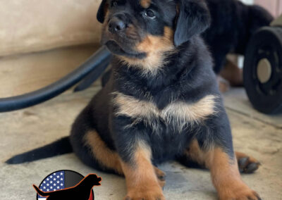 Rottweiler Puppies for Sale in San Jose