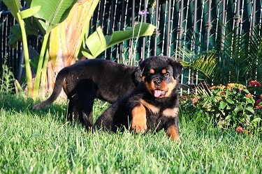 Rottweiler puppies for sale in California
