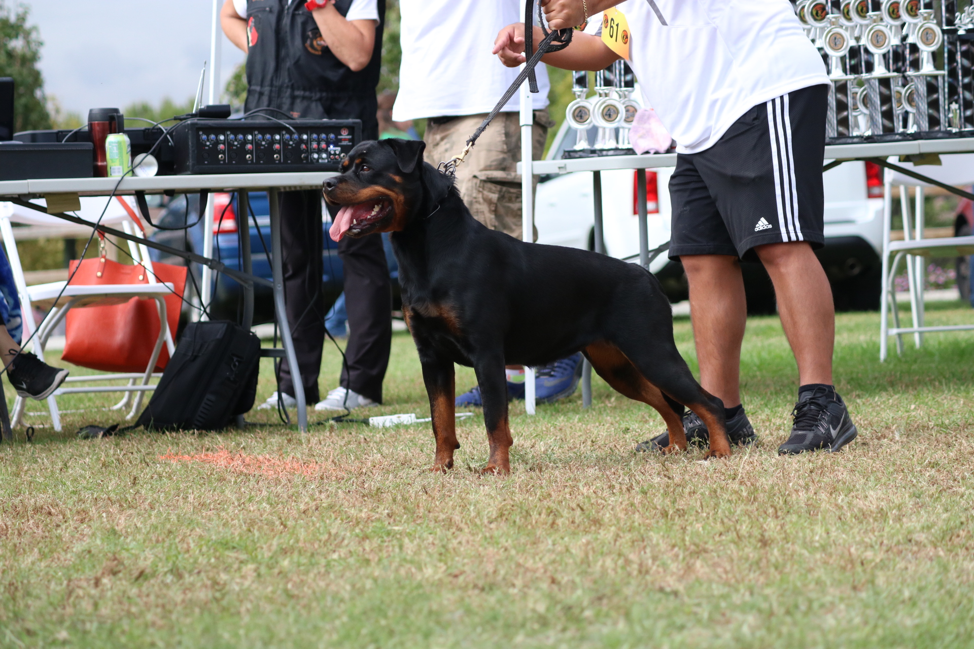 Rottweiler Puppies Riverside, Ca