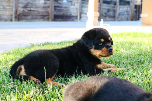 Rottweiler Puppies Fresno Vom Blaustadt Rottweilers Rottweiler Puppies Fresno Vom Blaustadt Rottweilers