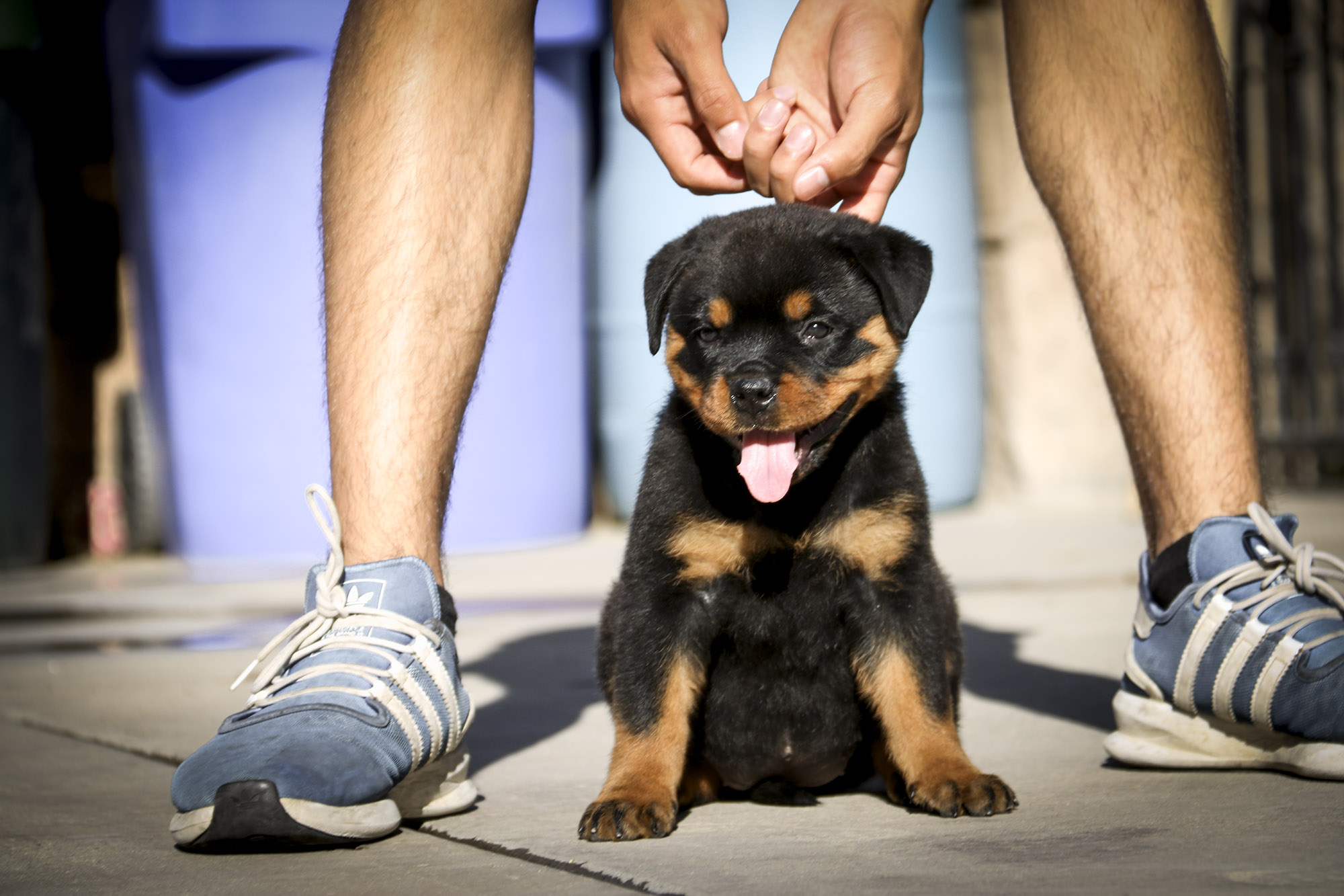 Rottweiler Puppies in Orange County